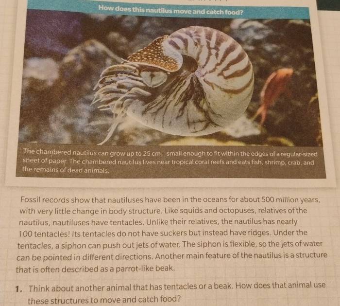 How does this nauti 
Fossil records show that nautiluses have been in the oceans for about 500 million years, 
with very little change in body structure. Like squids and octopuses, relatives of the 
nautilus, nautiluses have tentacles. Unlike their relatives, the nautilus has nearly
100 tentacles! Its tentacles do not have suckers but instead have ridges. Under the 
tentacles, a siphon can push out jets of water. The siphon is flexible, so the jets of water 
can be pointed in different directions. Another main feature of the nautilus is a structure 
that is often described as a parrot-like beak. 
1. Think about another animal that has tentacles or a beak. How does that animal use 
these structures to move and catch food?