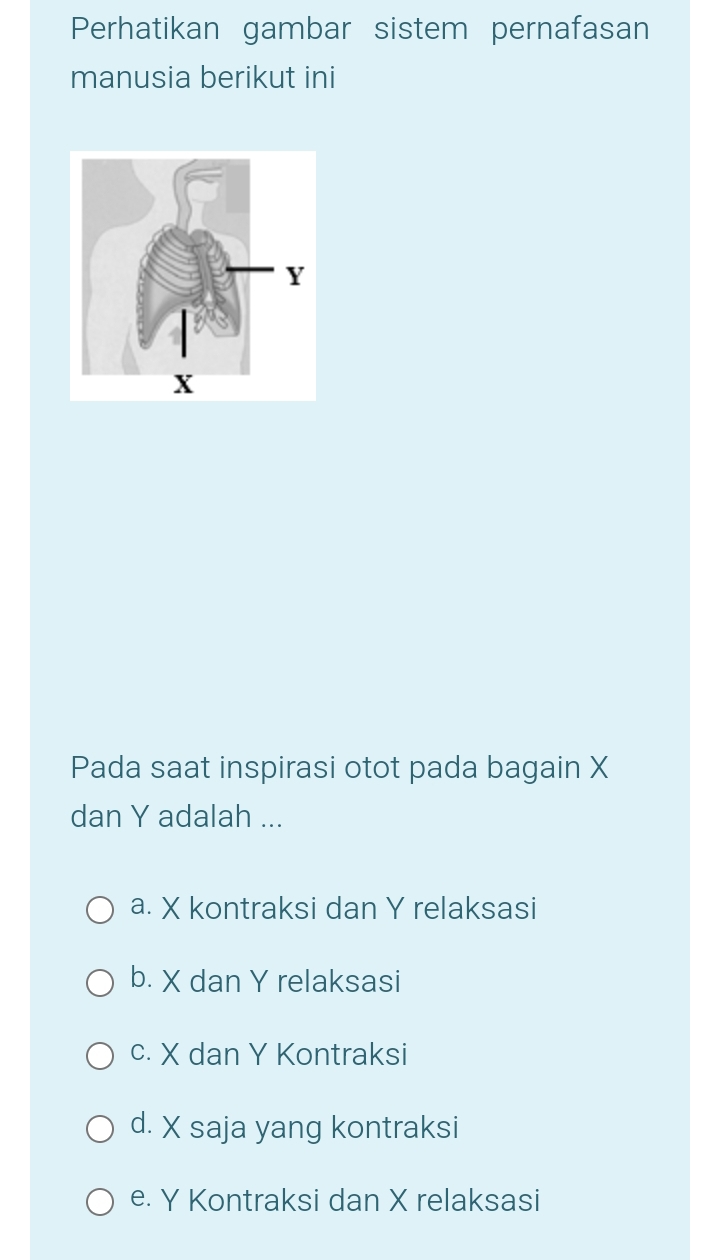 Perhatikan gambar sistem pernafasan
manusia berikut ini
Pada saat inspirasi otot pada bagain X
dan Y adalah ...
a. X kontraksi dan Y relaksasi
b. X dan Y relaksasi
c. X dan Y Kontraksi
d. X saja yang kontraksi
e. Y Kontraksi dan X relaksasi