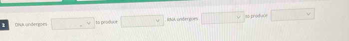 DNA undergoes □ ,v to produce □. RNA undergoes □  to produce □ vee 