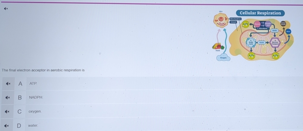The final electron acceptor in aerobic respiration is
A ATP.
B NADPH.
C oxygen.
water.