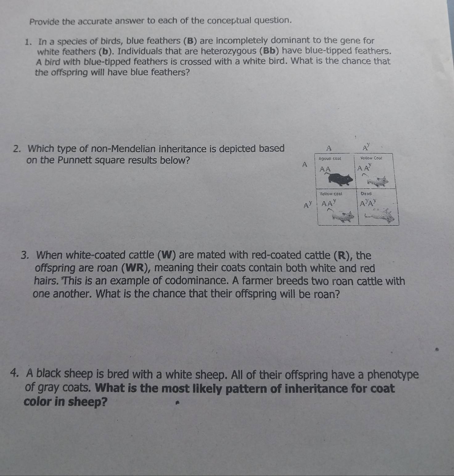 Provide the accurate answer to each of the conceptual question.
1. In a species of birds, blue feathers (B) are incompletely dominant to the gene for
white feathers (b). Individuals that are heterozygous (Bb) have blue-tipped feathers.
A bird with blue-tipped feathers is crossed with a white bird. What is the chance that
the offspring will have blue feathers?
2. Which type of non-Mendelian inheritance is depicted based
on the Punnett square results below? 
3. When white-coated cattle (W) are mated with red-coated cattle (R), the
offspring are roan (WR), meaning their coats contain both white and red
hairs. This is an example of codominance. A farmer breeds two roan cattle with
one another. What is the chance that their offspring will be roan?
4. A black sheep is bred with a white sheep. All of their offspring have a phenotype
of gray coats. What is the most likely pattern of inheritance for coat
color in sheep?