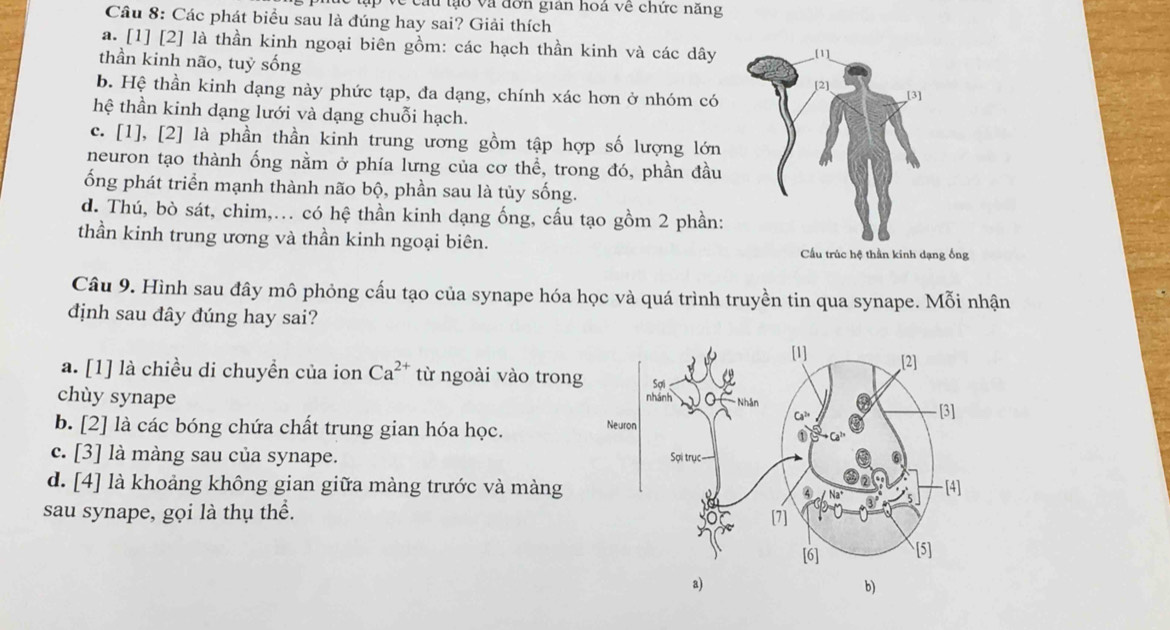 ve c u l và đơn gián hoá về chức năng
Câu 8: Các phát biểu sau là đúng hay sai? Giải thích
a. [1] [2] là thần kinh ngoại biên gồm: các hạch thần kinh và các dây
thần kinh não, tuỷ sống
b. Hệ thần kinh dạng này phức tạp, đa dạng, chính xác hơn ở nhóm có
thệ thần kinh dạng lưới và dạng chuỗi hạch.
c. [1], [2] là phần thần kinh trung ương gồm tập hợp số lượng lớn
neuron tạo thành ống nằm ở phía lưng của cơ thể, trong đó, phần đầu
ống phát triển mạnh thành não bộ, phần sau là tủy sống.
d. Thú, bò sát, chim,... có hệ thần kinh dạng ống, cấu tạo gồm 2 phần:
thần kinh trung ương và thần kinh ngoại biên. Cầu trúc hệ thần kinh dạng ống
Câu 9. Hình sau đây mô phỏng cấu tạo của synape hóa học và quá trình truyền tin qua synape. Mỗi nhận
định sau đây đúng hay sai?
a. [1] là chiều di chuyền của ion Ca^(2+) từ ngoài vào trong
chùy synape 
b. [2] là các bóng chứa chất trung gian hóa học.
c. [3] là màng sau của synape.
d. [4] là khoảng không gian giữa màng trước và màng
sau synape, gọi là thụ thể.