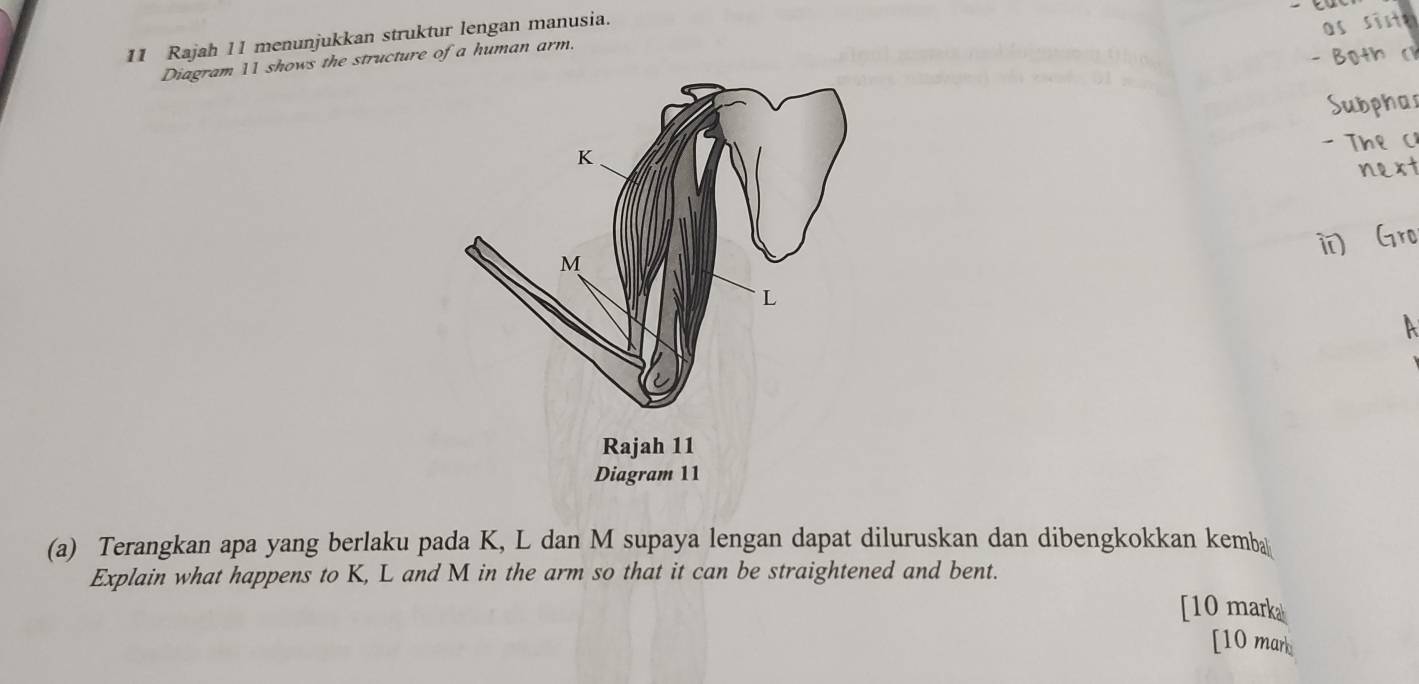 Rajah 11 menunjukkan struktur lengan manusia. 
o s ite 
Diagram 11 shows the structure of a human arm. 
-Both(1 
Subpha 
. 
The ( 
ii Gro 
A 
(a) Terangkan apa yang berlaku pada K, L dan M supaya lengan dapat diluruskan dan dibengkokkan kemba 
Explain what happens to K, L and M in the arm so that it can be straightened and bent. 
[10 mark 
[10 mark