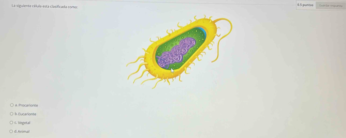 0.5 puntos
La siguiente célula esta clasificada como: Guardar respuenta
a. Procarionte
b. Eucarionte
c. Vegetal
d. Animal