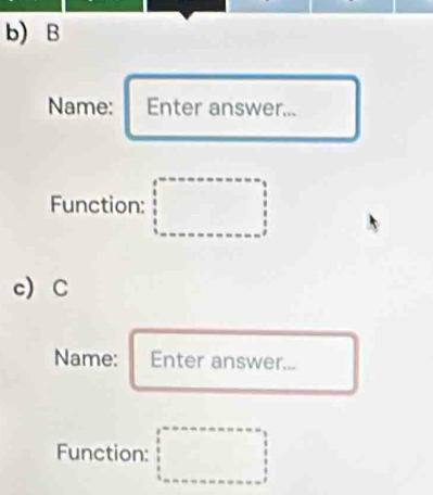 B
Name: Enter answer... 
Function: □ 
c C 
Name: Enter answer... 
Function: □