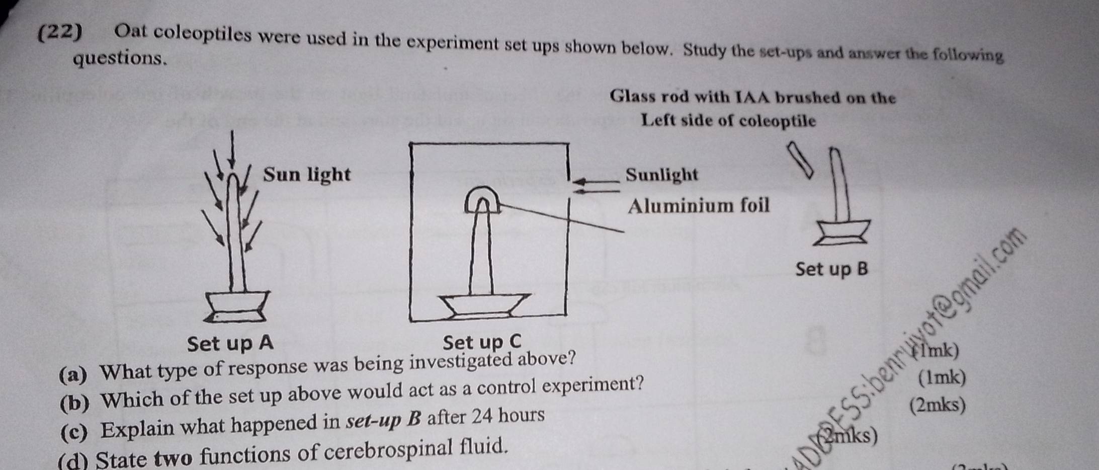 Solved: (22) Oat coleoptiles were used in the experiment set ups shown ...