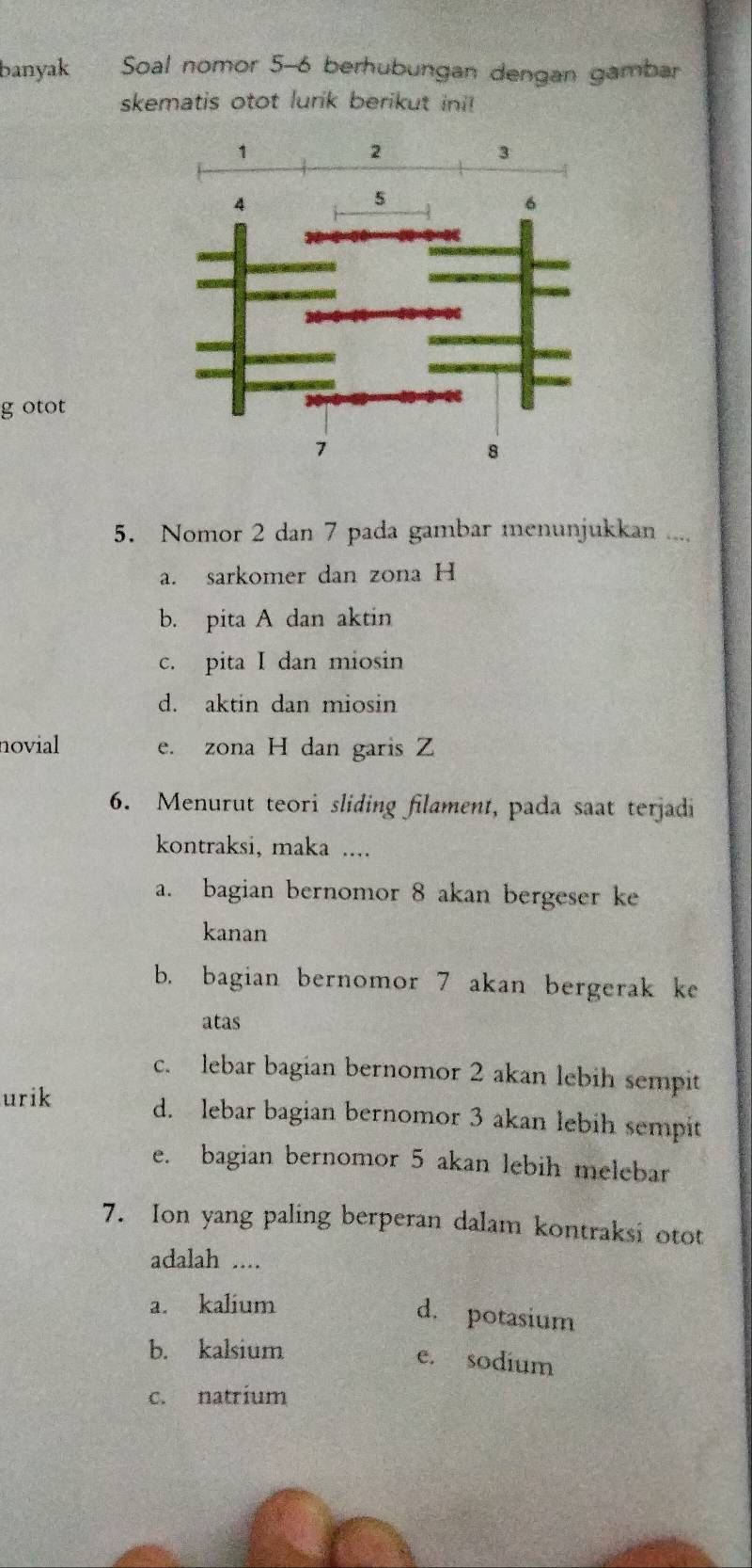 banyak Soal nomor 5-6 berhubungan dengan gambar
skematis otot lurik berikut ini!
g otot
5. Nomor 2 dan 7 pada gambar menunjukkan ....
a. sarkomer dan zona H
b. pita A dan aktin
c. pita I dan miosin
d. aktin dan miosin
novial e. zona H dan garis Z
6. Menurut teori sliding filament, pada saat terjadi
kontraksi, maka ....
a. bagian bernomor 8 akan bergeser ke
kanan
b. bagian bernomor 7 akan bergerak ke
atas
c. lebar bagian bernomor 2 akan lebih sempit
urik d. lebar bagian bernomor 3 akan lebih sempit
e. bagian bernomor 5 akan lebih melebar
7. Ion yang paling berperan dalam kontraksi otot
adalah ....
a. kalium
d. potasium
b. kalsium
e. sodium
c. natrium