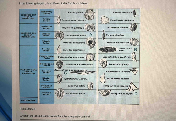 Solved: In the following diagram, four different index fossils are ...