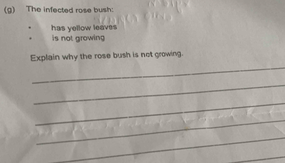 The infected rose bush: 
has yellow leaves 
. is not growing 
Explain why the rose bush is not growing. 
_ 
_ 
_ 
_ 
_ 
_