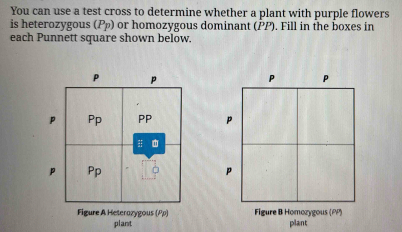 You can use a test cross to determine whether a plant with purple flowers 
is heterozygous (Pp) or homozygous dominant (PP). Fill in the boxes in 
each Punnett square shown below. 

plant