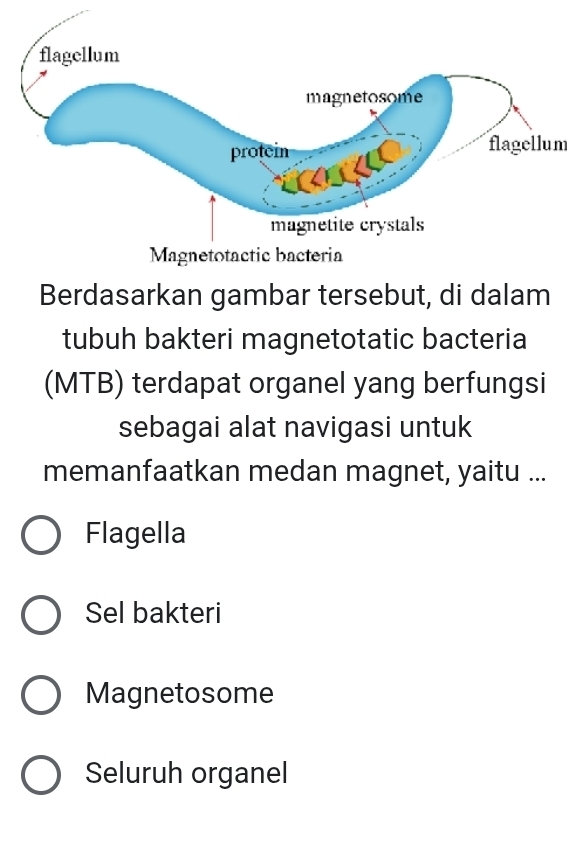 flagellum
Berdasarkan gambar tersebut, di dalam
tubuh bakteri magnetotatic bacteria
(MTB) terdapat organel yang berfungsi
sebagai alat navigasi untuk
memanfaatkan medan magnet, yaitu ...
Flagella
Sel bakteri
Magnetosome
Seluruh organel