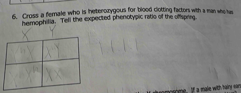 Cross a female who is heterozygous for blood clotting factors with a man who has 
hemophilia. Tell the expected phenotypic ratio of the offspring. 
hromosome. If a male with halry ears