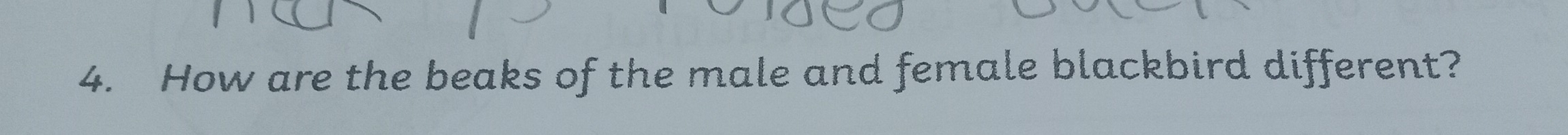 How are the beaks of the male and female blackbird different?