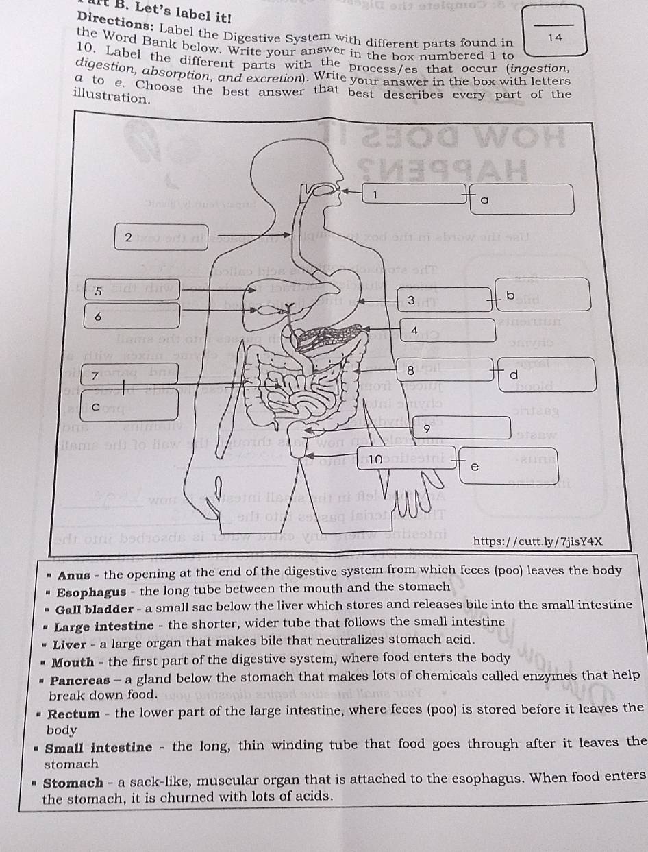 lIt B. Let's label it! 
Directions: Label the Digestive System with different parts found in 14 
the Word Bank below. Write your answer in the box numbered 1 to
10. Label the different parts with the process/es that occur (ingestion 
digestion, absorption, and excretion). Write your answer in the box with letters 
a to e. Choose the best answer that best describes every part of the 
illustration. 
Anus - the opening at the end of the digestive system from which feces (poo) leaves the body 
Esophagus - the long tube between the mouth and the stomach 
Gall bladder - a small sac below the liver which stores and releases bile into the small intestine 
Large intestine - the shorter, wider tube that follows the small intestine 
Liver - a large organ that makes bile that neutralizes stomach acid. 
Mouth - the first part of the digestive system, where food enters the body 
Pancreas - a gland below the stomach that makes lots of chemicals called enzymes that help 
break down food. 
Rectum - the lower part of the large intestine, where feces (poo) is stored before it leaves the 
body 
Small intestine - the long, thin winding tube that food goes through after it leaves the 
stomach 
Stomach - a sack-like, muscular organ that is attached to the esophagus. When food enters 
the stomach, it is churned with lots of acids.