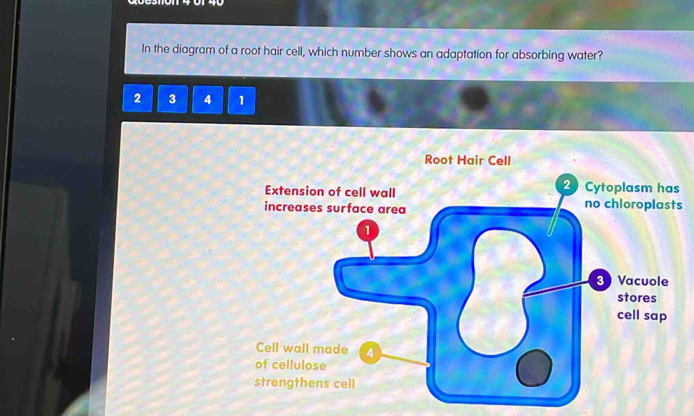 Solved: In the diagram of a root hair cell, which number shows an ...
