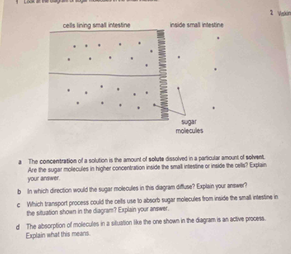 Look at the Glagran of sug 
2 Viskin 
cells lining small intestine inside small intestine 
. 
sugar 
molecules 
a The concentration of a solution is the amount of solute dissolved in a particular amount of solvent. 
Are the sugar molecules in higher concentration inside the small intestine or inside the cells? Explain 
your answer 
b In which direction would the sugar molecules in this diagram diffuse? Explain your answer? 
c Which transport process could the cells use to absorb sugar molecules from inside the small intestine in 
the situation shown in the diagram? Explain your answer. 
d The absorption of molecules in a situation like the one shown in the diagram is an active process. 
Explain what this means.