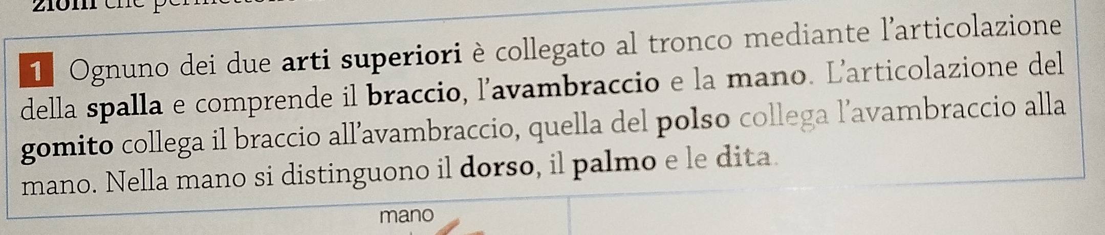 Ognuno dei due arti superiori è collegato al tronco mediante l'articolazione 
della spalla e comprende il braccio, l'avambraccio e la mano. L'articolazione del 
gomito collega il braccio all’avambraccio, quella del polso collega l’avambraccio alla 
mano. Nella mano si distinguono il dorso, il palmo e le dita. 
mano