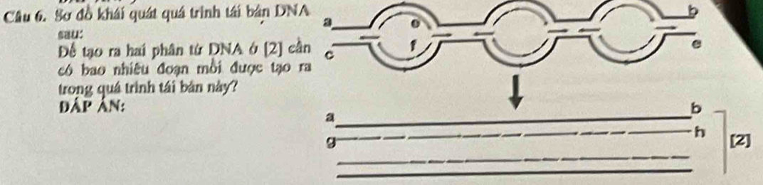 Sơ đồ khái quát quá trình tái bản DNA
a
e 
Để tạo ra hai phân từ DNA ở [2] cần C 
có bao nhiêu đoạn mồi được tạo ra 
trong quá trình tái bản này? 
Đấp ân: b
_ a
_ h
_
g [2] 
_