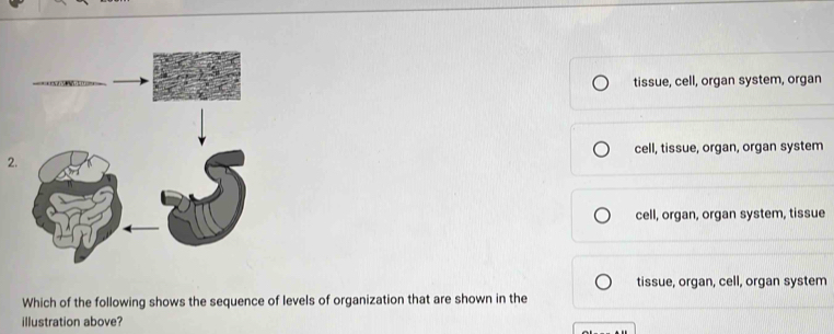 tissue, cell, organ system, organ
cell, tissue, organ, organ system
2.
cell, organ, organ system, tissue
tissue, organ, cell, organ system
Which of the following shows the sequence of levels of organization that are shown in the
illustration above?