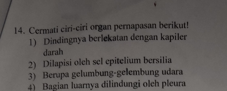 Cermati ciri-ciri organ pernapasan berikut! 
1) Dindingnya berlekatan dengan kapiler 
darah 
2) Dilapisi oleh sel epitelium bersilia 
3) Berupa gelumbung-gelembung udara 
4) Bagian luarnya dilindungi oleh pleura