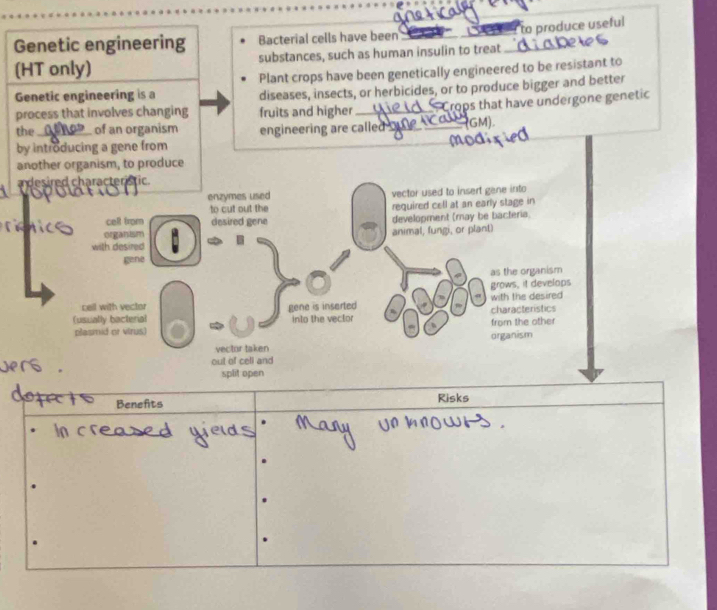 Genetic engineering Bacterial cells have been 

(HT only) substances, such as human insulin to treat to produce useful 
Plant crops have been genetically engineered to be resistant to 
Genetic engineering is a diseases, insects, or herbicides, or to produce bigger and better 
process that involves changing fruits and higher _ Crops that have undergone genetic 
the_ of an organism engineering are called_ (GM) 
by introducing a gene from 
another organism, to produce 
andesired characteristic 
enzymes used vector used to insert gene into 
to cut out the required cell at an early stage in 
cel from desired gene development (may be bacteria. 
 organism 
animal, fungi, or plant) 
with desired 
gene 
as the organism 
grows, it develops 
cell with vector 
(usually bacterial gene is insarted into the vector with the desired characteristics 
plasmid or vtrus) 、 organism from the other 
vector taken 
out of cell and 
split open 
Benefts Risks