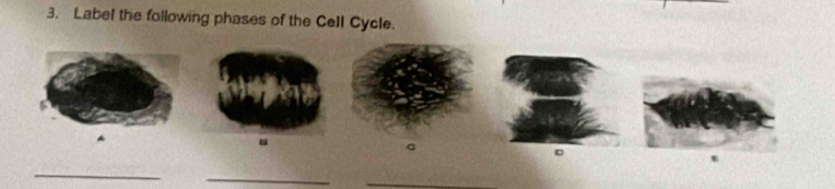 Label the following phases of the Cell Cycle. 
。 
_ 
_ 
_