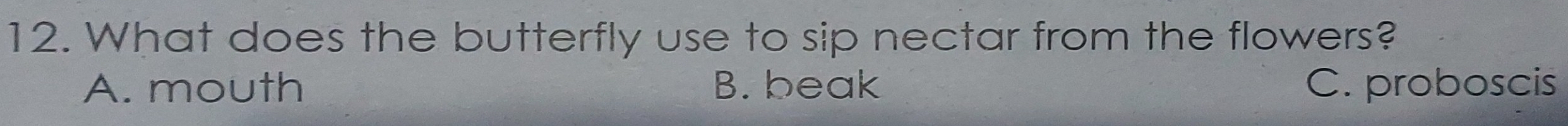 What does the butterfly use to sip nectar from the flowers?
A. mouth B. beak C. proboscis