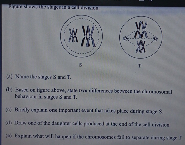 Figure shows the stages in a cell division. 
s 
(a) Name the stages S and T. 
(b) Based on figure above, state two differences between the chromosomal 
behaviour in stages S and T. 
(c) Briefly explain one important event that takes place during stage S. 
(d) Draw one of the daughter cells produced at the end of the cell division. 
(e) Explain what will happen if the chromosomes fail to separate during stage T.