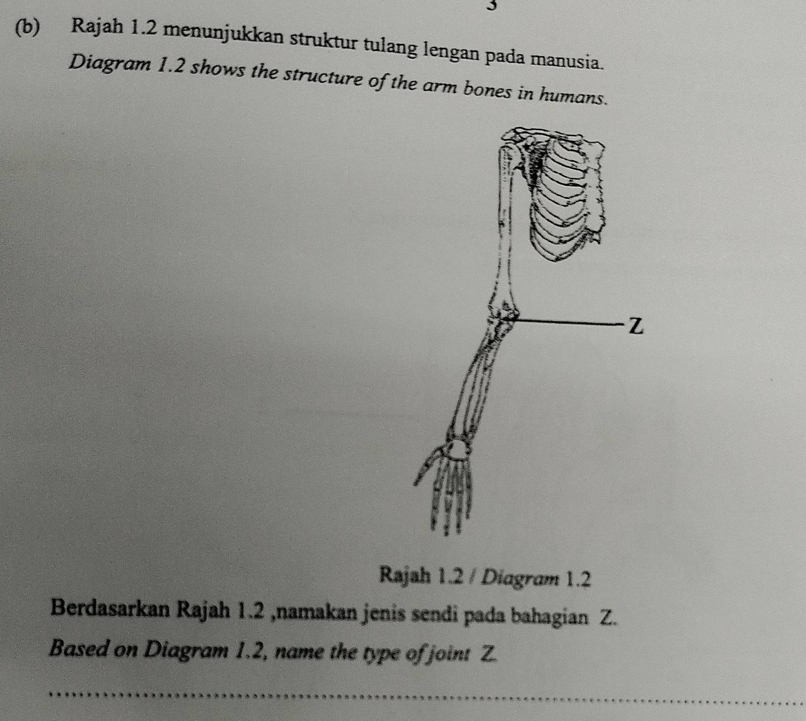 Rajah 1.2 menunjukkan struktur tulang lengan pada manusia. 
Diagram 1.2 shows the structure of the arm bones in humans. 
Rajah 1.2 / Diagram 1.2 
Berdasarkan Rajah 1.2 ,namakan jenis sendi pada bahagian Z. 
Based on Diagram 1.2, name the type of joint Z.