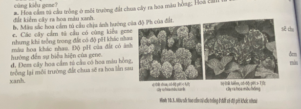 cùng kiểu gene?
a. Hoa cầm tú cầu trồng ở môi trường đất chua cây ra hoa màu hồng; Hoa calll
đất kiểm cây ra hoa màu xanh.
b. Màu sắc hoa cầm tú cầu chịu ảnh hưởng củPh của đất.
c. Các cây cầm tú cầu có cùng kiều gene
ē cho
nhưng khi trồng trong đất có độ pH khác nhau
màu hoa khác nhau. Độ pH của đất có ảnh
hưởng đến sự biểu hiện của gene.đem
d. Đem cây hoa cầm tú cầu có hoa màu hồng,màu
trồng lại môi trường đất chua sẽ ra hoa lần sau
xanh. b) Đất kiểm, có độ pH 7,0;
a) Đất chua, có độ pH < 6</tex>, 0; cây ra hoa màu hóng
cây ra hoa màu xanh
Hình 10.3. Màu sắc hoa cầm tử cầu trống ở đất có độ pH khác nhau