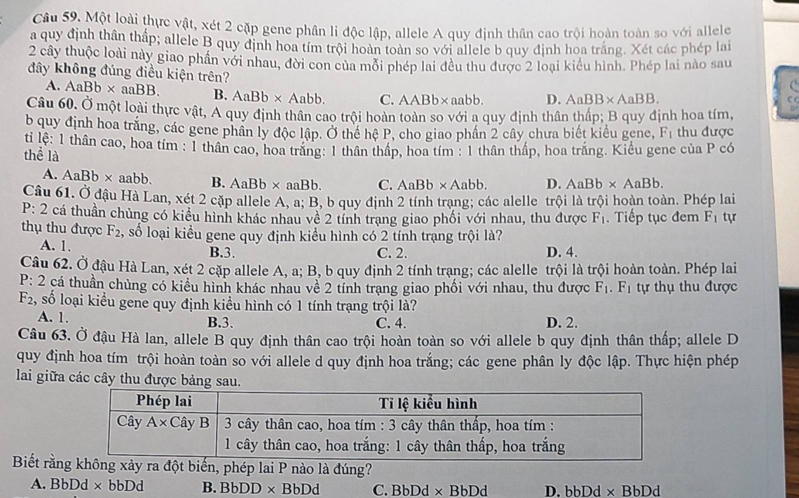 Một loài thực vật, xét 2 cặp gene phân li độc lập, allele A quy định thân cao trội hoàn toàn so với allele
a quy định thân thấp; allele B quy định hoa tím trội hoàn toàn so với allele b quy định hoa trắng. Xét các phép lai
2 cây thuộc loài này giao phần với nhau, đời con của mỗi phép lai đều thu được 2 loại kiểu hình. Phép lai nào sau
đây không đúng điều kiện trên?
C
A. AaBb* aaBB. C. AABb* aabb.
B. AaBb* Aabb.
D. AaBB* AaBB.
a
Câu 60. Ở một loài thực vật, A quy định thân cao trội hoàn toàn so với a quy định thân thấp; B quy định hoa tím,
b quy định hoa trắng, các gene phân ly độc lập. Ở thế hệ P, cho giao phần 2 cây chưa biết kiểu gene, F_1 thu được
ti lệ: 1 thân cao, hoa tím : 1 thân cao, hoa trắng: 1 thân thấp, hoa tím : 1 thân thấp, hoa trắng. Kiểu gene của P có
thể là
A. AaBb* aabb B. AaBb* aaBb.
C. AaBb* Aabb. D. AaBb* AaBb.
Câu 61. Ở đậu Hà Lan, xét 2 cặp allele A, a; B, b quy định 2 tính trạng; các alelle trội là trội hoàn toàn. Phép lai
D. : 2 cá thuần chủng có kiểu hình khác nhau về 2 tỉnh trạng giao phối với nhau, thu được F_1. Tiếp tục đem F_1 tự
thụ thu được F_2 , số loại kiểu gene quy định kiểu hình có 2 tính trạng trội là?
A. 1. B.3. C. 2. D. 4.
Câu 62. Ở đậu Hà Lan, xét 2 cặp allele A, a; B, b quy định 2 tính trạng; các alelle trội là trội hoàn toàn. Phép lai
P: 2 cá thuần chùng có kiểu hình khác nhau về 2 tính trạng giao phối với nhau, thu được F_1.F_1 tự thụ thu được
F_2 2, số loại kiểu gene quy định kiểu hình có 1 tính trạng trội là?
A. 1.
B.3. C. 4. D. 2.
Câu 63. Ở đậu Hà lan, allele B quy định thân cao trội hoàn toàn so với allele b quy định thân thấp; allele D
quy định hoa tím trội hoàn toàn so với allele d quy định hoa trắng; các gene phân ly độc lập. Thực hiện phép
lai giữa các cây thu được bảng sau.
Biết rằnkhông xảy ra đột biến, phép lai P nào là đúng?
A. BbDd× bbDd B. BbDD* BbDd C. BbDd × B bDd D. bbDd* BbDd