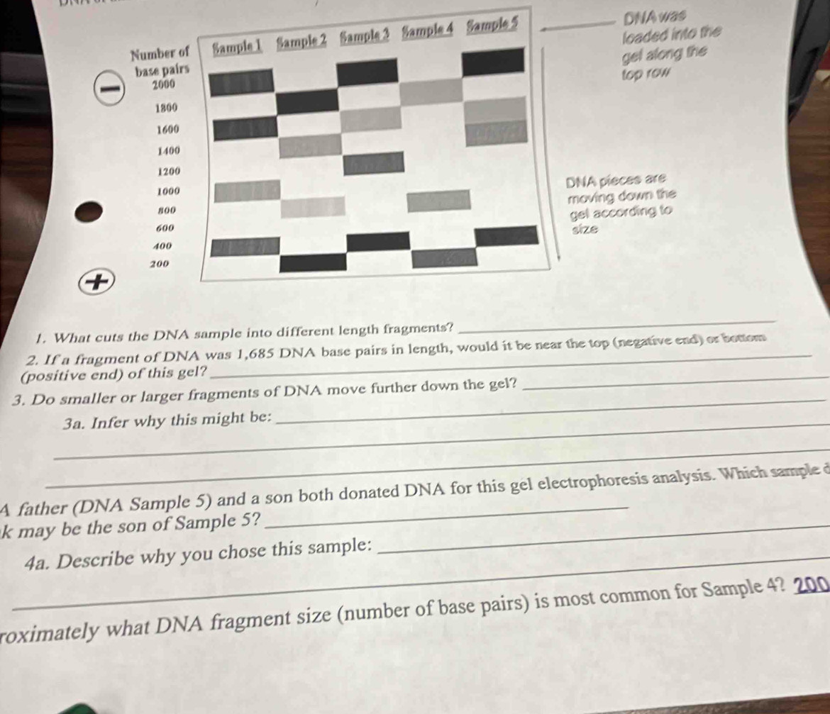 Number of Sample 1 Sample 2 Sample 3 Sample 4 Sample 5 DNA was 
base pairs loaded into the 
gel along the 
top row
2000
1800
1600
1400
1200
DNA pieces are
1000
moving down the
800
get according to
600 size
400
200
1. What cuts the DNA sample into different length fragments? 
_ 
2. If a fragment of DNA was 1,685 DNA base pairs in length, would it be near the top (negative end) or bottom 
(positive end) of this gel? 
_ 
3. Do smaller or larger fragments of DNA move further down the gel? 
_ 
_3a. Infer why this might be: 
_ 
A father (DNA Sample 5) and a son both donated DNA for this gel electrophoresis analysis. Which sample d 
k may be the son of Sample 5?_ 
_4a. Describe why you chose this sample: 
roximately what DNA fragment size (number of base pairs) is most common for Sample 4? 200