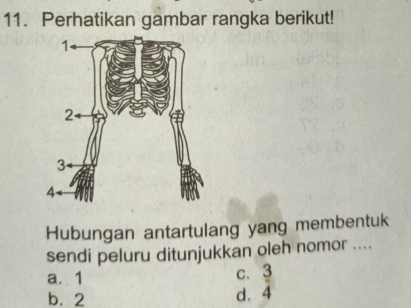 Perhatikan gambar rangka berikut!
Hubungan antartulang yang membentuk
sendi peluru ditunjukkan oleh nomor ....
a. 1
c. 3
b. 2 d. 4