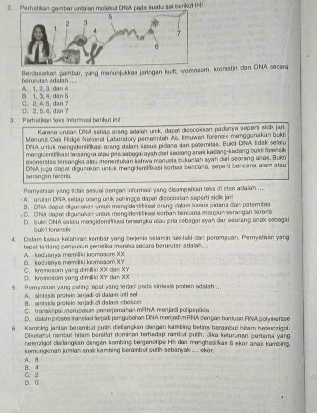 Perhatikan gambar untaian molekul DNA pada suatu sel berikut inil
Berdasarkan gambar, yang menunjukkan jaringan kulit, kromosom, kromatin dan DNA secara
berurutan adalah ....
A. 1, 2, 3, dan 4
B. 1, 3, 4, dan 5
C. 2, 4, 5, dan 7
D. 2, 5, 6, dan 7
3. Perhatikan teks informasi berikut ini!
Karena urutan DNA setiap orang adalah unik, dapat dicocokkan padanya seperti sidik jari.
Menurut Oak Ridge National Laboratory pemerintah As. Ilmuwan forensik menggunakan bukti
DNA untuk mengidentifikasi orang dalam kasus pidana dan paternitas. Bukti DNA tidak selalu
mengidentifikasi tersangka atau pria sebagai ayah dari seorang anak kadang-kadang bukti forensik
exonerates tersangka atau menentukan bahwa manusia bukanlah ayah dari seorang anak. Bukti
DNA juga dapat digunakan untuk mengidentifikasi korban bencana, seperti bencana alam atau
serangan teroris.
Pernyataan yang tidak sesuai dengan informasi yang disampaikan teks di atas adalah ....
A. urutan DNA setiap orang unik sehingga dapat dicocokkan seperti sidik jari
B. DNA dapat digunakan untuk mengidentifikasi orang dalam kasus pidana dan paternitas
C. DNA dapat digunakan untuk mengidentifikasi korban bencana maupun serangan teroris
D. bukti DNA selalu mengidentifikasi tersangka atau pria sebagai ayah dari seorang anak sebagai
bukti forensik
4. Dalam kasus kelahiran kembar yang berjenis kelamin laki-laki dan perempuan. Pernyataan yang
tepat tentang penyusun genetika mereka secara berurutan adalah....
A. keduanya memiliki kromosom XX
B. keduanya memiliki kromosom XY
C. kromosom yang dimiliki XX dan XY
D. kromosom yang dimiliki XY dan XX
5. Pernyataan yang paling tepat yang terjadi pada sintesis protein adalah ...
A. sintesis protein terjadi di dalam inti sel
B. sintesis protein terjadi đi dalam ribosom
C. transkripsi merupakan penerjemahan mRNA menjadi polipeptida
D. dalam proses translasi terjadi pengubahan DNA menjadi mRNA dengan bantuan RNA polymerase
6. Kambing jantan berambut putih disilangkan dengan kambing betina berambut hitam heterozigot.
Diketahui rambut hitam bersifat dominan terhadap rambut putih. Jika keturunan pertama yang
heterzigot disilangkan dengan kambing bergenotipe Hh dan menghasilkan 8 ekor anak kambing,
kemungkinan jumlah anak kambing berambut putih sebanyak .... ekor.
A. 8
B. 4
C. 2
D. 0