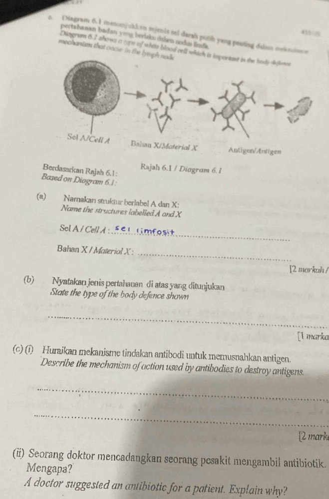 45/ 
o. Diagram 6.1 mesunjukken sejenis mel daral putih yang penting dalinn meicnione 
pertabanan badan yong beriska dalas sodas linña. 
mechanism that ocou in the 
Diagram 6.I zhows a oyps of whits blood cell wh 
Rajəh 6.1 / Diagram 6. 1 
Berdasarkan Rajah 6.1: 
Based on Diagram 6.1 : 
(a) Namakan struktur berlabel A dan X : 
Name the structures labelled A and X
_ 
Sel A / Cell A : selumfosit 
_ 
Bahan X / Material X : 
[2 markah / 
(b) Nyatakan jenis pertahauan di atas yang ditunjukan 
State the type of the body defence shown 
_ 
[l marka 
(c) (i) Huraikan mekanisme tindakan antibodi untuk memusnahkan antigen. 
Describe the mechanism of action used by antibodies to destroy antigens. 
_ 
_ 
2 mark 
(ii) Seorang doktor mencadangkan seorang pesakit mengambil antibiotik. 
Mengapa? 
A doctor suggested an antibiotic for a patient. Explain why?