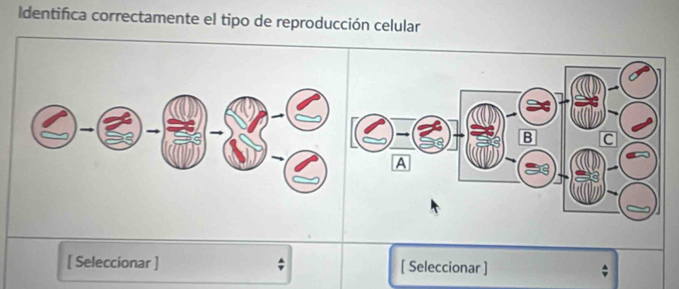 Identifica correctamente el tipo de reproducción celular 
[ Seleccionar ] [ Seleccionar ]