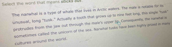 Select the word that means sticks out. 
The narwhal is a type of whale that lives in Arctic waters. The male is notable for its 
unusual, long "tusk." Actually a tooth that grows up to nine feet long, this single "tusk" 
protrudes from the jaw out through the male's upper lip. Consequently, the narwhal is 
sometimes called the unicorn of the sea. Narwhal tusks have been highly prized in many 
cultures around the world.