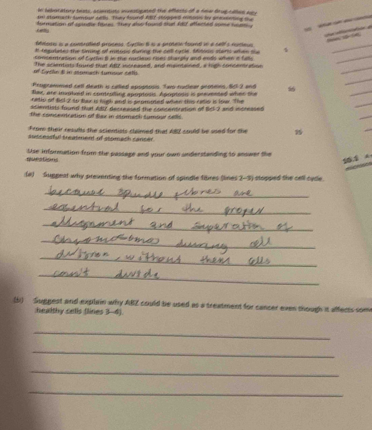 liboratory tests, scientists investigated the effests of a new drug called my 
tr stomach turnour sells. They found ABZ stopped minosis by premnting the 
formation of spindle fiores. They also found that f8Z affected some neam y 
cetls 
W a 
t ó a 
tes a e. 
Mitosis is a comrolled prosess. Syclie B is a protein found in a sell's nucieus 
It tegulates the timing of mitosis during the call cycle. Minosis steris when the 
_ 
consentration of Cychn B in the nucieus rises sharply and ends when a falls 
The scientiats found that ABZ increased, and maintained, a high concentration 
_ 
_ 
of Cyclin B in stomach tumour sells. 
_ 
_ 
Programmed cell death is called apoptosis. Two nuclear prosems, B6l 2 and 
Bax, are invoived in controlling apoptosis. Apoptosis is prevented when the 
_ 
ratio of Bel -2 to Bax is high and is promoed when this ratio is low. The 
ssientists found that ABZ decreased the concentration of BCI-2 and increased 
the consentration of Bax in stomach tumour sells. 
_ 
from their reaults the scientists claimed that ABZ could be used for the 
sussessful treatment of stomach cancer. 
Use information from the passage and your own understanding to answer the 
questions 
1 1 A 
(a) Suggest why preventing the formation of spindle fibres (lines 2-3) stopped the cell cyde. 
_ 
_ 
_ 
_ 
_ 
_ 
(b) Suggest and explai why ABZ could be used as a treatment for cancer even though it alfects some 
healthy cells (lines 3-4). 
_ 
_ 
_ 
_