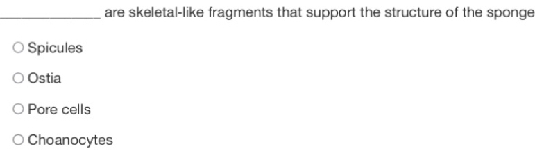 are skeletal-like fragments that support the structure of the sponge
Spicules
Ostia
Pore cells
Choanocytes