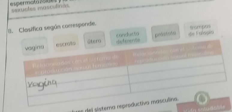 sexuales masculinás. 
trampas 
8. Clasifica según corresponde. 
conducto 
próstata de Falopio 
res del siste 
Vira satud