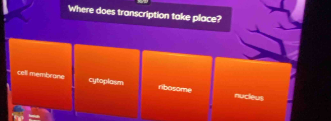 Where does transcription take place?
cell membrane cytoplasm ribosome nucleus
4