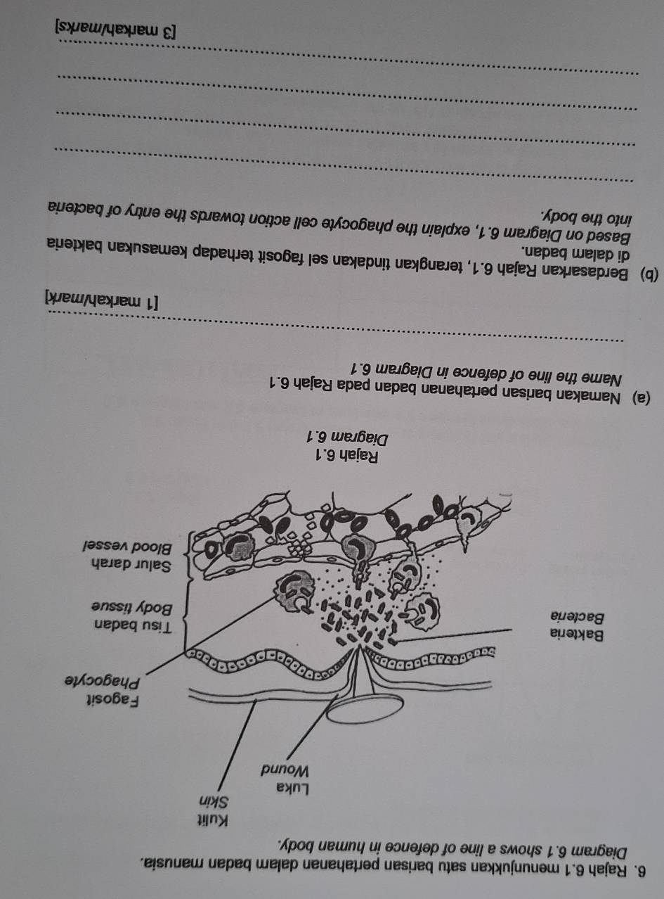 Rajah 6.1 menunjukkan satu barisan pertahanan dalam badan manusia. 
Diagram 6.1 shows a line of defence in human body. 
(a) Namakan barisan pertahanan badan pada Rajah 6.1 
Name the line of defence in Diagram 6.1 
_ 
[1 markah/mark] 
(b) Berdasarkan Rajah 6.1, terangkan tindakan sel fagosit terhadap kemasukan bakteria 
di dalam badan. 
Based on Diagram 6.1, explain the phagocyte cell action towards the entry of bacteria 
into the body. 
_ 
_ 
_ 
_ 
[3 markah/marks]