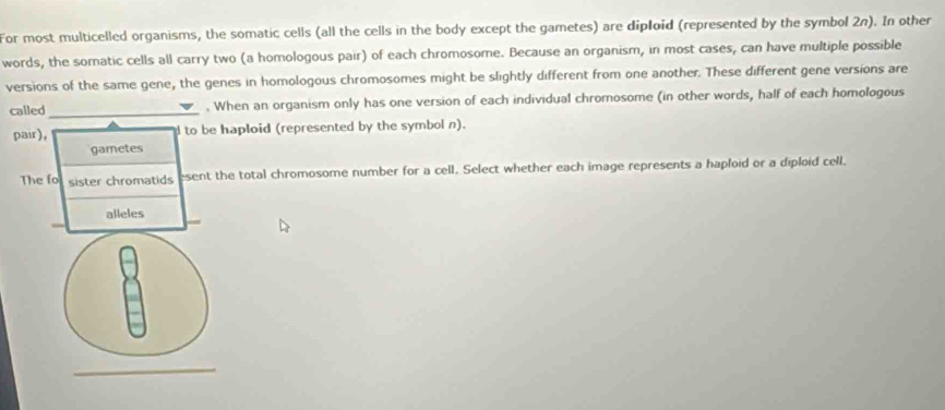 For most multicelled organisms, the somatic cells (all the cells in the body except the gametes) are diploid (represented by the symbol 2n). In other 
words, the somnatic cells all carry two (a homologous pair) of each chromosome. Because an organism, in most cases, can have multiple possible 
versions of the same gene, the genes in homologous chromosomes might be slightly different from one another. These different gene versions are 
called_ . When an organism only has one version of each individual chromosome (in other words, half of each homologous 
pair), d to be haploid (represented by the symbol n). 
gametes 
The fo sister chromatids esent the total chromosome number for a cell. Select whether each image represents a haploid or a diploid cell. 
alleles