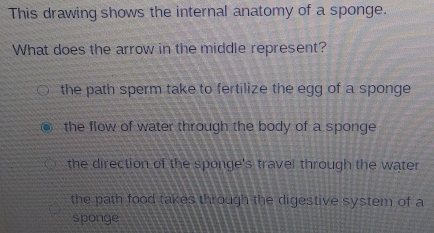 This drawing shows the internal anatomy of a sponge.
What does the arrow in the middle represent?
the path sperm take to fertilize the egg of a sponge
the flow of water through the body of a sponge
the direction of the sponge's travel through the water
the path food takes through the digestive system of a
sponge