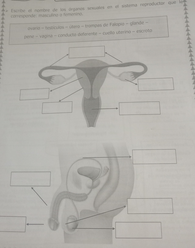 Escribe el nombre de los órganos sexuales en el sistema reproductor que le 
corresponde: masculino o femenino. 
ovario - testículos - útero - trompas de Falopio - glande - 
pene - vagina - conducto deferente - cuello uterino - escroto