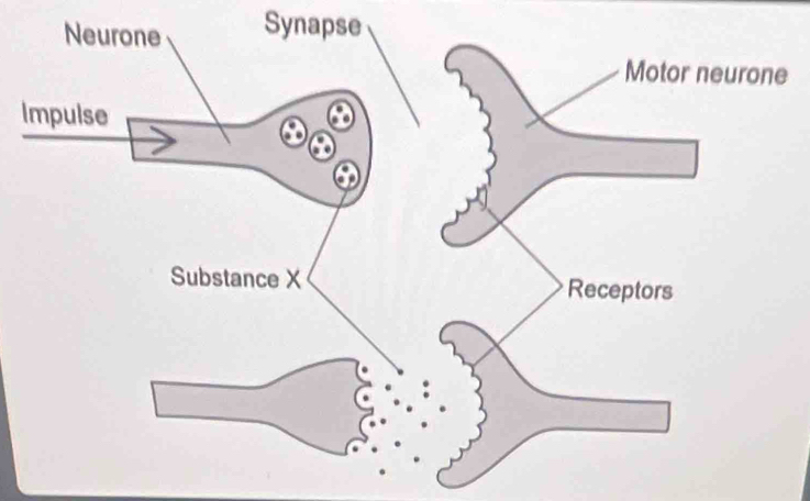 Synapse 
I