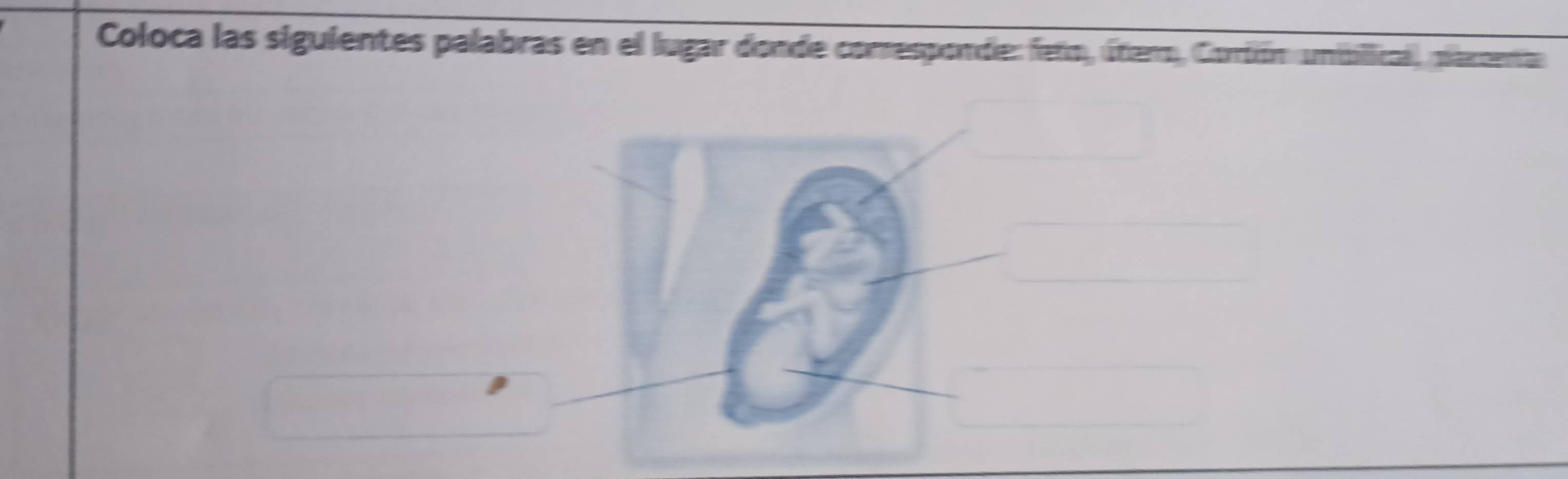 Coloca las siguientes palabras en el lugar donde corresponde: feto, útero, Corión uniblical, parcent