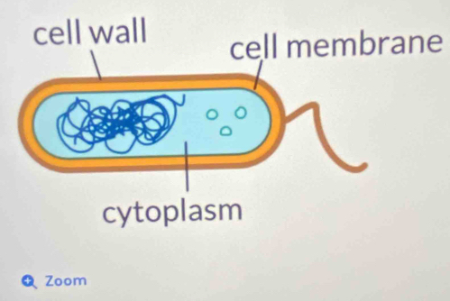 cell wall 
cell membrane 
cytoplasm 
Zoom