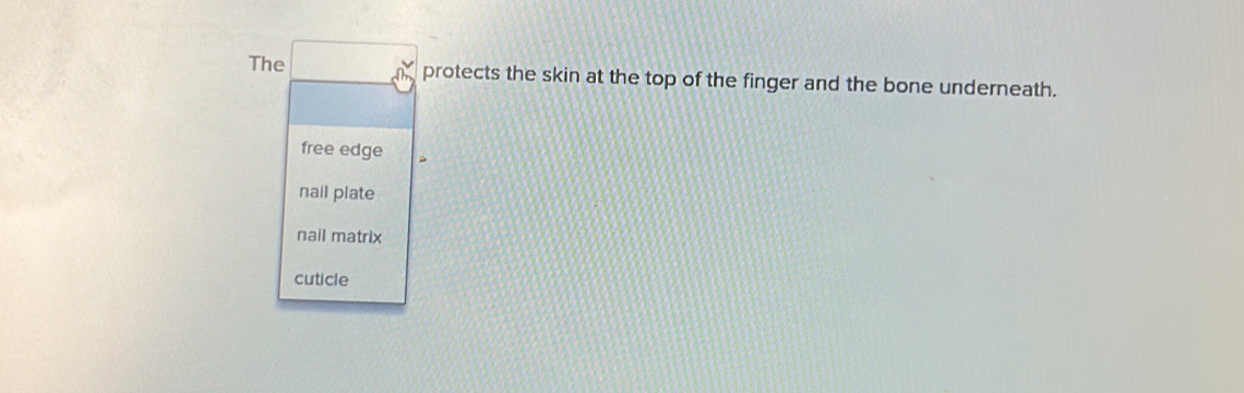 The □ protects the skin at the top of the finger and the bone underneath.
free edge
nail plate
nail matrix
cuticle