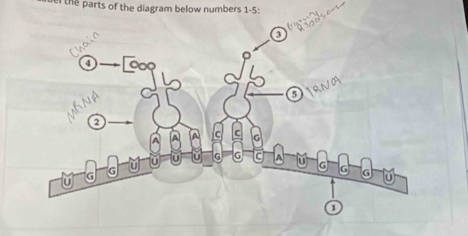 el the parts of the diagram below numbers 1-5: